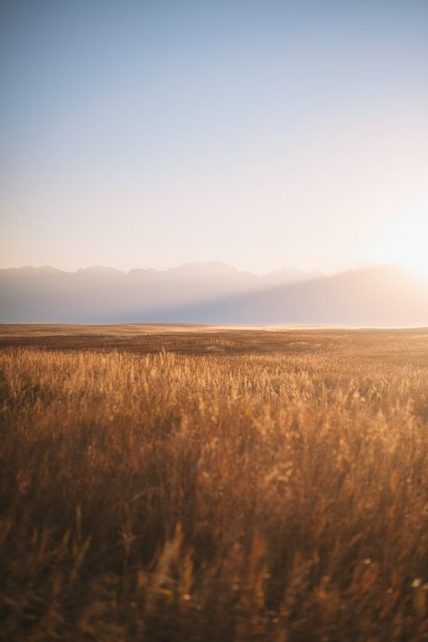 Thanks to Steven Cordes for making this photo available freely on @unsplash 🎁 Grass Background, Big Sky Montana, Montana Usa, Grass Field, Plant Wallpaper, Big Sky, Public Domain Images, Nature Images, Montana