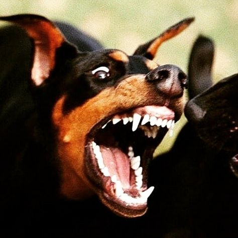 Angry Doberman Wallpaper, Doberman Scary, Angry Doberman, Doberman Wallpaper, Pfp Scary, Chill Wallpaper, Animal Photo, Doberman, Music Art