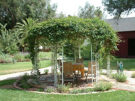 Trumpet vines on a gazebo Grapevine Gazebo, Grape Pergola, Vine Arbor, Trumpet Vines, Pergola Pictures, Evergreen Vines, Grill Gazebo, Trumpet Vine, Garden Canopy