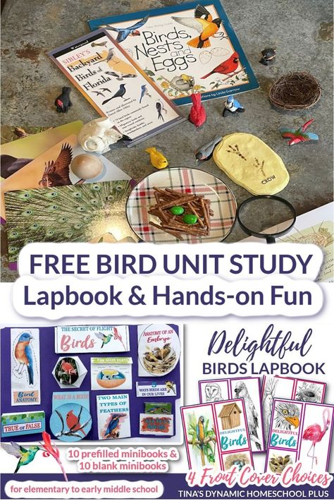 Free Bird Unit Study and Lapbook And Fun Edible Bird Nests Edible Birds Nest, Lapbook Ideas, Types Of Feathers, Unit Studies Homeschool, Bird Nests, Homeschool Freebies, What Is A Bird, Nature School, Homeschool Crafts