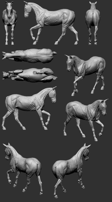 Anatomy Sculpture, Horse Anatomy, Horse Sketch, Animal Study, Anatomy For Artists, History Painting, Horse Drawing, Horse Drawings, Horse Sculpture