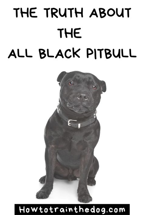 The Truth About The All Black Pitbull #BlackPit #BlackPitbull #Pitbull All Black Pitbull, Pitbull Accessories, Black Pitbull Puppies, Pitbull Bloodlines, Black And White Pitbull, Pitbull Training, Cute Pitbulls, Pitbull Quotes, Black Pitbull