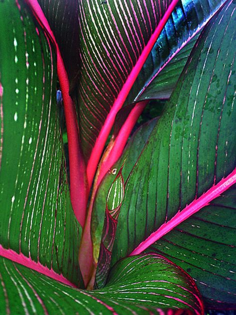 Ti Plant, Tropical Flower Plants, Palm Trees Painting, Colour Story, Big Island Of Hawaii, Leaf Patterns, Colors And Patterns, Landscape Design Plans, Tropical Foliage