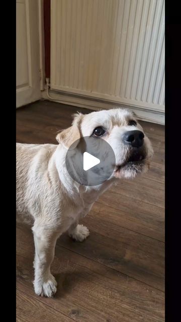 Paul Cooper on Instagram: "Deefa has been Barred from the pub. #funnyreelsvideo #talkingpets #funnydog #talkingdog" Talking Dog Video, Funny Talking Dog, Talking Dog, Dogs Funny, The Pub, Dog Videos, Funny Dog Videos, Spare Room, Dog Dog