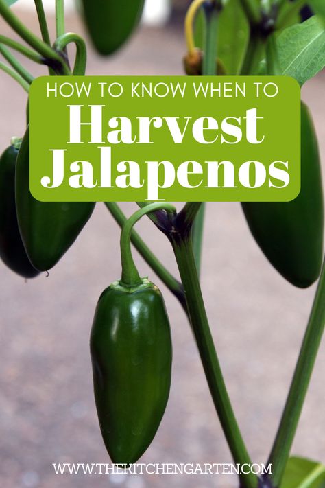 Grow Jalapenos From Seed, How To Grow Jalapenos, Grow Jalapenos, Growing Jalapenos, Jalapeno Plant, Growing Hot Pepper, Small Farming, Regrow Vegetables, Apple Garden