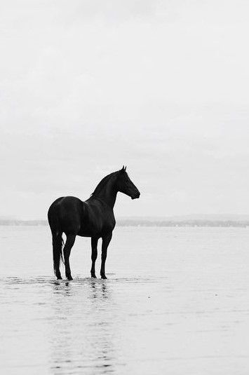 11/2/18 Black Horse Pictures, Cai Sălbatici, Black Stallion, Horse Aesthetic, Black Horses, Majestic Horse, All The Pretty Horses, Equine Photography, Black Horse