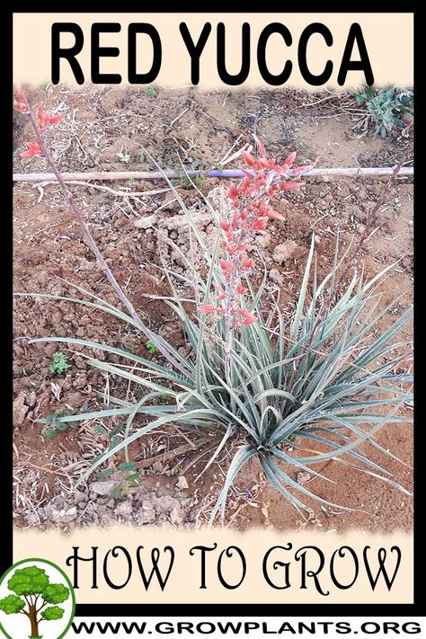 Red yucca - How to grow & care- All gardening information grow and care, amount of water, sun exposure, planting season, blooming season, hardiness zone, height of the plants, pruning season, pests and diseases, growth speed, uses of the plant, flowers color , if it’s grow as houseplant, tips and much more #gardening, #flowers, #plants Yukka Plant, Yucca Plant Care, Red Yucca, Texas Plants, Plant Tips, Yucca Plant, Easy Plants To Grow, Plant Fungus, Dry Garden