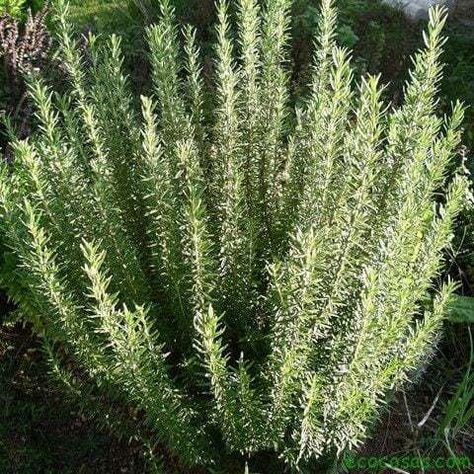 El Romero (Rosmarinus officinalis) es una planta proveniente del mediterráneo que además de en la cocina se utiliza para tratar muchos problemas de sa Medical Herbs, Quinoa Salad Recipes, Rosemary Oil, Mediterranean Garden, Oil Benefits, Healing Herbs, Beauty Makeup Tips, Health Info, Herbal Medicine