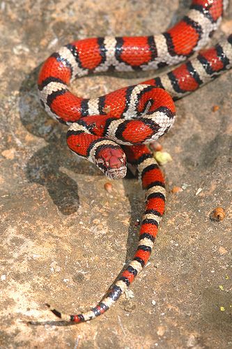 Young Red Milk snake Snake Spirit Animal, Snake Images, Milk Snake, Types Of Snake, Serpent Snake, Medusa Art, Red Snake, Animal Conservation, Corn Snake