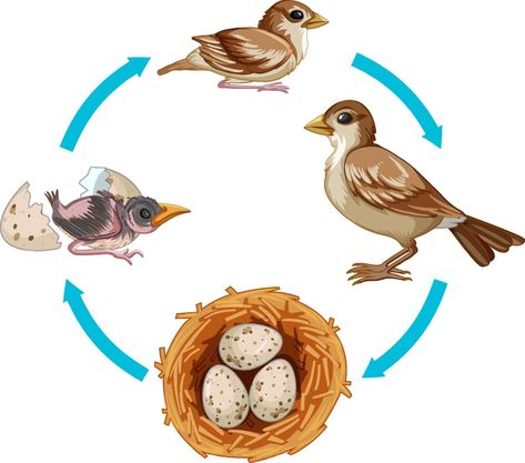 Life Cycle Of A Bird, Bird Kindergarten, دورة حياة النبات, Bird Life Cycle, Birds For Kids, Animal Life Cycles, Bird Sketch, Sparrow Bird, Aktivitas Montessori