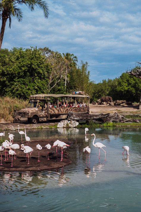 Kilimanjaro Safari Ride at Animal Kingdom in Walt Disney World! A great shot of the ride with elephants and flamingos! Kilimanjaro Safari Animal Kingdom, Disney World Magic Kingdom Rides, Disney’s Animal Kingdom, Animal Kingdom Aesthetic, Animal Kingdom Restaurants, Walt Disney World Rides, Disney World Animal Kingdom, Animal Kingdom Safari, Animal Kingdom Orlando