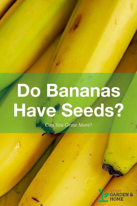 How To Grow Bananas From Fruit, How To Grow A Banana Tree From A Banana, Banana Varieties, Grow Banana Tree, Lemon Tree From Seed, How To Grow Bananas, Banana Seeds, Banana Uses, Grow Garden