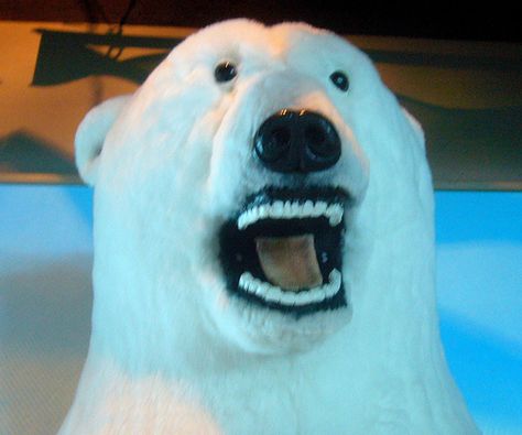 bad-taxidermy-polar-bear....nice dentures. Bad Taxidermy, Animal Taxidermy, Vulture Culture, Jesus Painting, Taxidermy, Bones Funny, Funny Cute, Funny Photos, Polar Bear