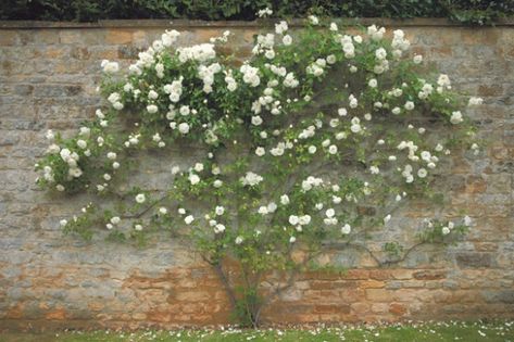 How to train a climbing rose | garden nomey Training Roses To Climb, Climbing Roses Wall, Climbing Roses Fence, Climbing Rose Trellis Ideas, Climbing Roses On House, Climbing Rose Garden, Purple Climbing Roses, Rose Fence, Yellow Climbing Rose