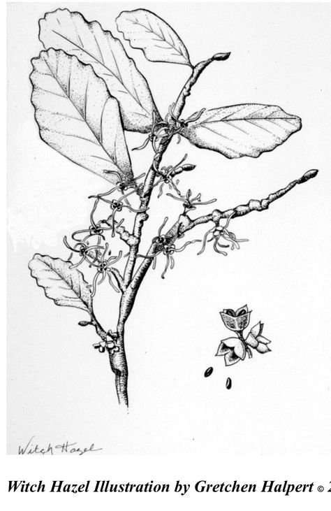 Hazel Tree Tattoo, Hazel Tattoo, Witch Hazel Tree, Hazel Tree, Tree Drawing, Tree Tattoo, Witch Hazel, Google Images, Witch