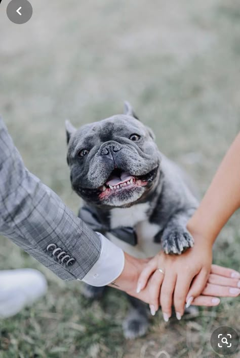 Engagement Photos With French Bulldog, French Bulldog Engagement Photos, Wedding Couple With Dog, French Bulldog Photoshoot, Wedding Photos With Dogs, Frenchie Wedding, French Bulldog Wedding, Wedding With Dog, Dog Wedding Photos