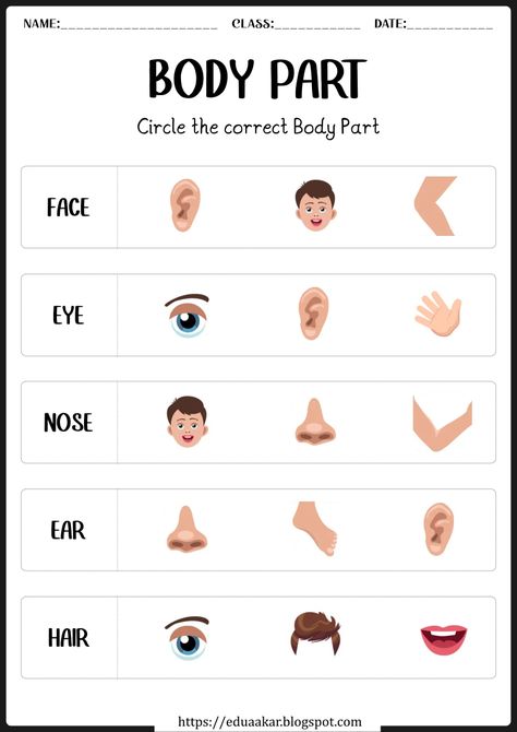 My Body Parts worksheet Worksheets For Pp1, My Body Worksheets For Kindergarten, Body Activity Preschool, Ukg Worksheets Evs, My Body Preschool Worksheets, Parts Of My Body Preschool, Parts Of Body Worksheet For Kindergarten, My Body Activities For Kindergarten, Part Of The Body For Kids