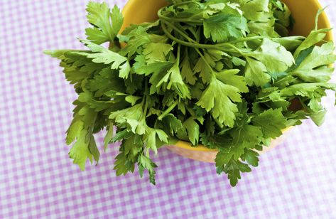 A bowl of fresh parsley and cilantro on pink gingham. Parsley Tincture, Cilantro Benefits, Benefits Of Parsley, Parsley Benefits, Health Post, Healthy Herbs, Herbal Tinctures, Holistic Remedies, Tea Benefits