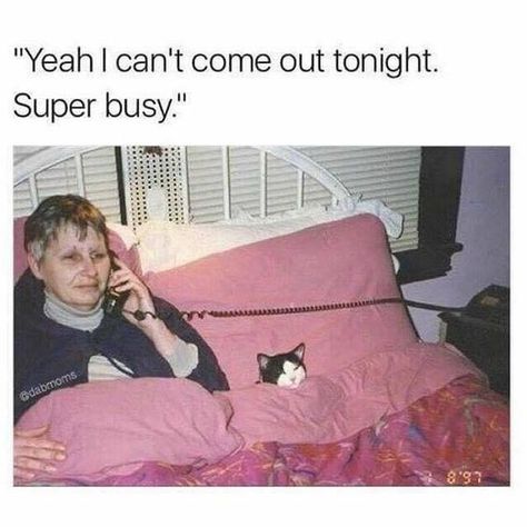 These Animals Have Some Great Plans For The Weekend (Memes) - I Can Has Cheezburger? Introvert Meme, Introvert Humor, Super Busy, Fresh Memes, Crazy Cat Lady, Dankest Memes, Cat Memes, A Cat, I Laughed