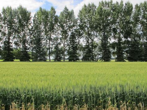 Shelterbelts and windbreaks are basically the same thing. They improve the quality of life behind them considerably. They reduce wind. They create microclimates that allow things to grow. They reduce erosion. They are one of the most powerful tools in agroforestry. Windbreak Trees, Acreage Landscaping, Farm Landscaping, Wind Break, Spruce Tree, Poultry Farm, How To Attract Birds, Wildlife Habitat, Strong Wind