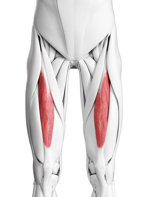 RECTUS FEMORIS Origin: Anterior inferior iliac spine and the superior part of the acetabulum Insertion: Tibial tuberosity and the patella via quadriceps tendon Action: Flexion of the hip joint and extension of the knee joint Nerve Supply: Muscular branches of femoral nerve (L2-L4) Vastus Medialis, Rectus Femoris, Human Body Muscles, Femoral Nerve, Greater Trochanter, Library Website, Muscular System, Muscle Anatomy, Science Photos