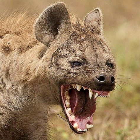 Buff Animals, Scary Animals, African Wild Dog, Raccoon Dog, Pet Memes, African Wildlife, Wild Dogs, Hyena, African Animals