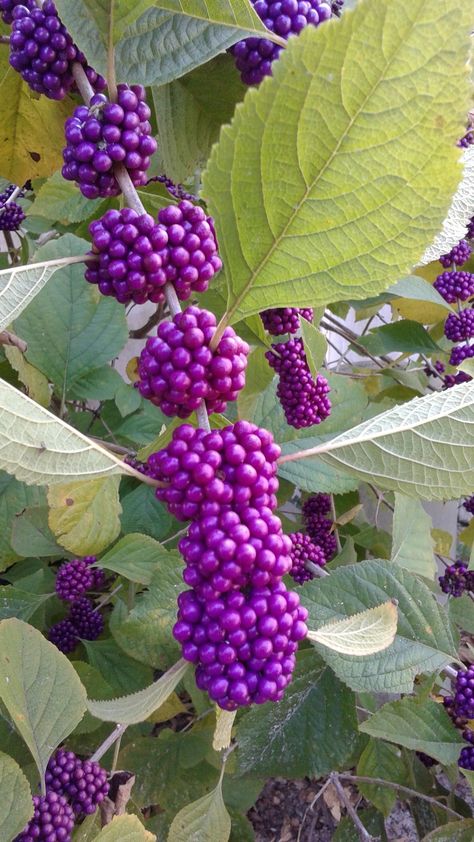 American Beautyberry, Beauty Berry, Beauty Bush, Tattoo Flowers, Berry Bushes, 강아지 그림, Bee Garden, Garden Shrubs, Edible Landscaping