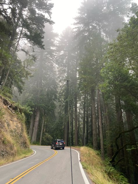 Nor Cal Aesthetic, North California Aesthetic, Norcal Aesthetic, Foggy Morning Aesthetic, Northern California Aesthetic, Foggy Aesthetic, North California, Fire Country, California Redwoods