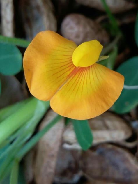 Guess what I am..m Peanut flower.. Peanut Flower Tattoo, Peanut Plant, Leaf Photography, Plant Photography, Fruit Plants, Dried Fruit, Sweet Pea, Yellow Flowers, Flower Tattoo