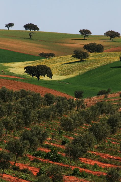 Cork Trees, Land Scapes, Nature Reference, Tuscany Landscape, Places In Portugal, Portugal Algarve, Visit Portugal, Portugal Travel, Spain And Portugal