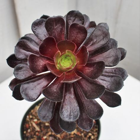 Aeonium Zwarktop Black Succulents, Succulent Landscape Design, Succulent Gardens, Succulent Landscaping, Plant Indoor, Types Of Succulents, Low Maintenance Garden, Hens And Chicks, Elegant Home