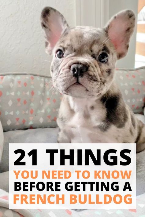 French Bulldog Tips, Frenchy Puppy, Frenchie Puppy Names, Adult French Bulldog, Frenchie Dog Names, French Dog, Merle Frenchie, Frenchie Puppies, French Bulldog Training Tips