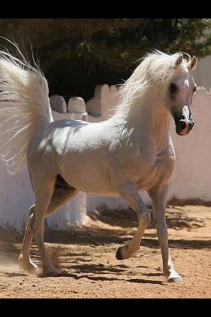 Arabian Horse Arabian Horse Show - Western Competition Egyptian Stallion Breeding Cai Arabi, Horse Conformation, حصان عربي, Desert Horse, Beautiful Arabian Horses, Most Beautiful Horses, Most Beautiful Animals, Majestic Horse, All The Pretty Horses