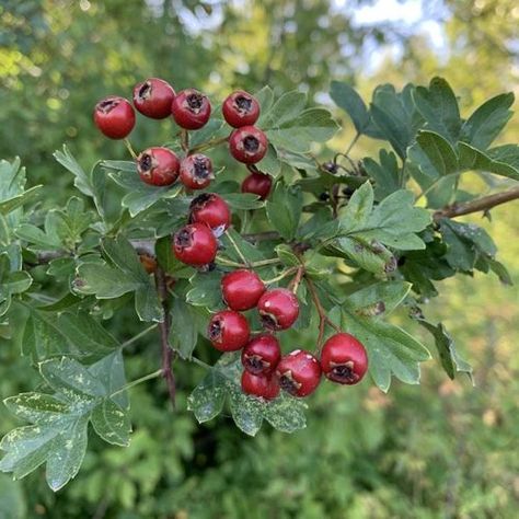 English Hawthorn Hawthorn Bush, Types Of Berries, Foliar Spray, Hawthorn Berry, Animal Movement, Red Fruit, Small Trees, Small Plants, Washington State