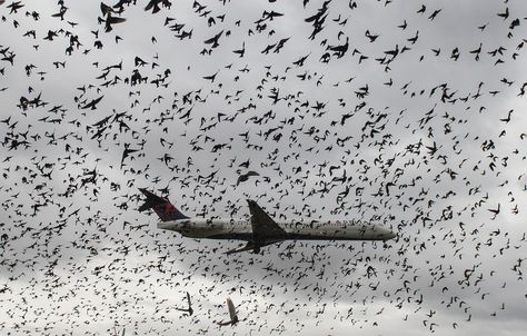 After an American Airlines flight ran into a flock during takeoff, we wondered: What does a bird strike mean for our safety? Bird Strike, Travel Facts, Picture Editor, Airline Flights, Jet Engine, Delta Airlines, Conde Nast Traveler, Conde Nast, American Airlines