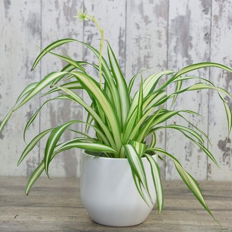 Office Conservatory, Spider Plant Indoor, Chlorophytum Comosum, Air Purifying House Plants, Eucalyptus Bouquet, Plant Indoor, Protea Flower, Apartment Plants, Spider Plant