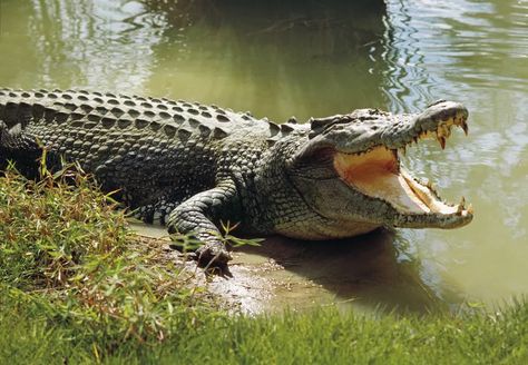 The 25 Biggest Living Things on Earth Estuarine Crocodile, Crocodile Facts, Crocodile Species, Swamp Theme, Wildlife Of India, Reading Chart, Sumber Daya Alam, Saltwater Crocodile, Air Tawar