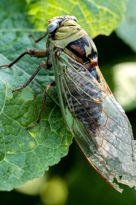 Cicada By Hope Alexandra Cicada Photography, Hannah Alexander, Alexander, Ceramics, Photography, Animals, Art