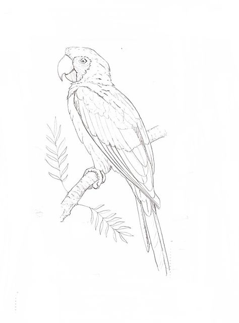 African Grey Parrot Drawing, Rainforest Drawing, Pencil Art For Beginners, Parrot Drawing, Vase Ideas, Grey Parrot, Tiny Tattoo, African Grey Parrot, African Grey