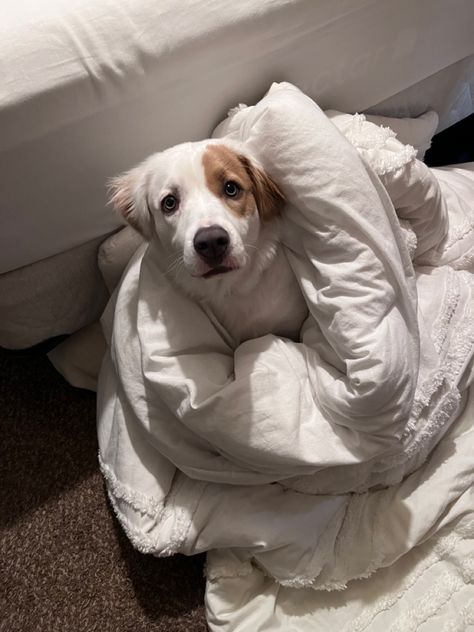 Dog With Blanket, Dog In Blanket, Winter Shoot, She Is Perfect, Dog Wrap, Blanket Cover, Dog Blanket, Blanket Wrap, Under Bed