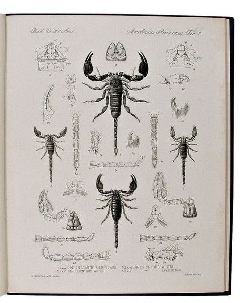 Scientific Illustration | Scorpions ’BIOLOGIA CENTRALI-AMERICANA:... | Scientific illustration, Scorpio art, Scorpion tattoo Entomology Illustration, Scorpio Art, Insect Tattoo, Scorpion Tattoo, Sacred Geometric, Nature Sketch, Illustration Photo, Tattoo Project, Collage Poster