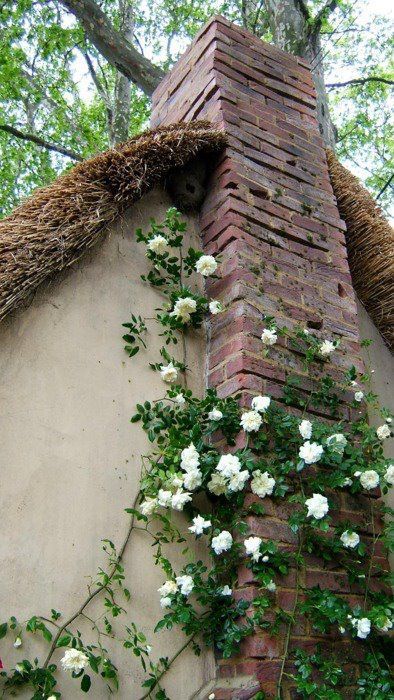 roses climbing the chimney Tudor Cottage, Casa Country, Thatched Cottage, Colorful Roses, Thatched Roof, Chelsea Flower, Climbing Roses, Chelsea Flower Show, White Gardens