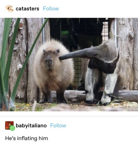 Giant Anteater, Rare Animals, Funny Animal Jokes, Silly Animals, Amazing Animals, Animal Jokes, Unique Animals, Really Funny Pictures, Cute Little Animals