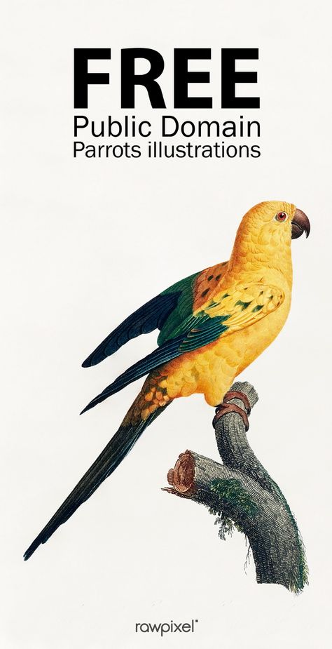 Download awe-inspiring high-resolution vintage parrot prints from Natural History of Parrots (1801-1805) by Francois Levaillant, French explorer, collector, and ornithologist, at rawpixel.com. This collection of antique lithographs records several incredible parrot species. It is said that Levaillant mounted the bird specimens, which were preserved in arsenic soap, in life like positions so the artists could capture the images realistically. Indian Parrot Illustration, Bird Illustration Design, Art Inspiration Quotes, Vintage Animal Prints, Vintage Bird Prints, Public Domain Art, Parrot Illustration, Bird Printables, Antique Bird Illustration