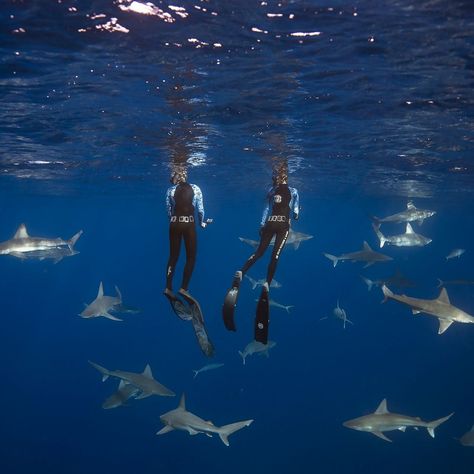 Dive With Sharks, Scuba Diving With Sharks, Shark Diving Hawaii, Marine Biologist In Hawaii, Marine Biology Hawaii, Shark Biologist Aesthetic, Shark Diving Aesthetic, Swimming With Sharks Aesthetic, Ocean Life Aesthetic