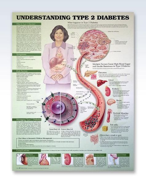 Anatomy Poster, Skeletal Muscle, Regulate Blood Sugar, Medical Terms, 1 Tattoo, Insulin Resistance, The Resistance, Cool Stuff, Blood Sugar