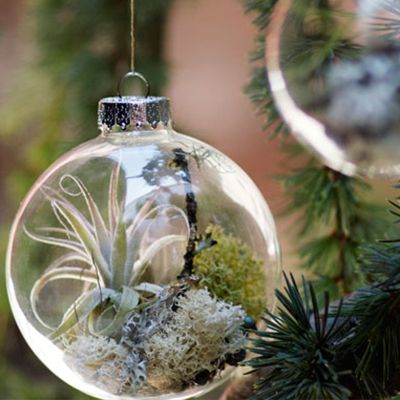 Bring the irresistible quirkiness of air plants to your Christmas decor. Air Plant Ornament, Clear Christmas Ornaments, Coastal Cottage Decorating, Small Terrarium, Clear Glass Ornaments, Mini Terrarium, Ornament Diy, Christmas Ornaments Diy, Quotes Inspiring