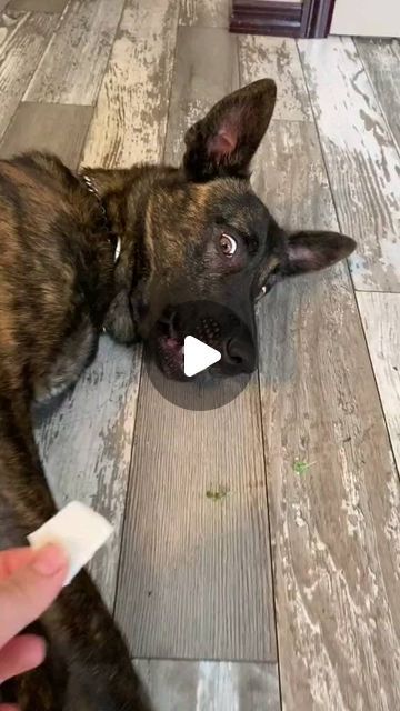 Dutch Shepherd on Instagram: "🥳Day 20 of showing my fiancé’s police dog new foods- Coconut 💖

💽 Posted by: TT/IG @ mickmac23

( ❗ Important: Contact the owner first to use this photo​​​​​​​​
⚠️ All rights® are reserved & belong to the photo owners. ​​​​​​​​)

____________

✅ Tag Someone Who Would Love This!

🛎 Turn Post Notification On
*
Follow our to see Pictures/Videos every day

✔To order or see more shirts, visit the Link in my Bio.

Thank you so much 💘

-
-
#dutchshepherd #dutchshepherdlove #dutchshepherddog #hollandseherderhond #dutchshepherdk9 #dutchshepherdx #dutchshepherdgram #hollandseherder #dutchshepherdlife #dutchshepherdsofig #dutchshepherdmalinois #dutchshepherdofinsta #dutchshepherdaustralia #dutchshepherdsofinstagram #dutchshepherdonguard #dutchshepherdlovers #dutchsh K9 Police Dogs, Dutch Shepherd Dog, Dutch Shepherd, Police Dog, Police Dogs, Tag Someone Who, Tag Someone, Thank You So Much, See Picture