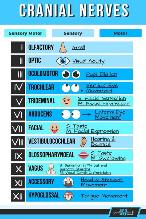 NCLEX- CRANIAL NERVES 12 Pairs Of Cranial Nerves, The Central Nervous System, Norcet Aiims Preparation, Nclex Pharmacology Study Guides, 12 Cranial Nerves Mnemonic, Nclex Hacks, Nclex Study Guide Cheat Sheets, 12 Cranial Nerves, Nclex Tips