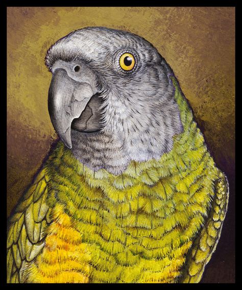 Detail Kimmi by Heliocyan Senegal Parrot, Tole Painting, Bird Drawings, Bird Illustration, Birds Painting, Bird Art, Beautiful Birds, Art Tutorials